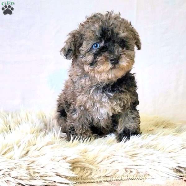 Colorful, Miniature Poodle Puppy