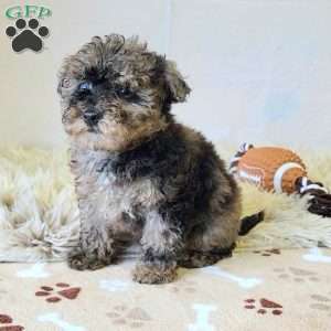 Colorful, Miniature Poodle Puppy