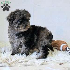 Colorful, Miniature Poodle Puppy