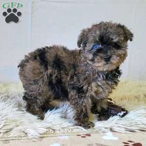 Colorful, Miniature Poodle Puppy