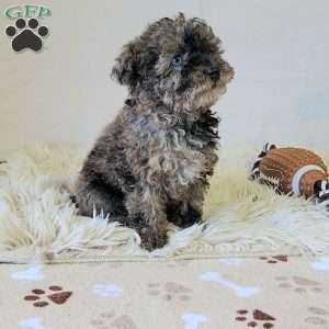 Colorful, Miniature Poodle Puppy