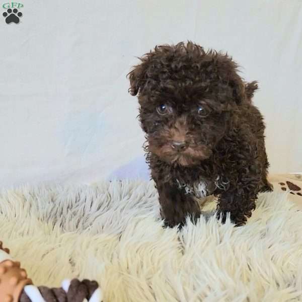 Charolette, Miniature Poodle Puppy