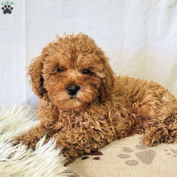 Clifford, Miniature Poodle Puppy