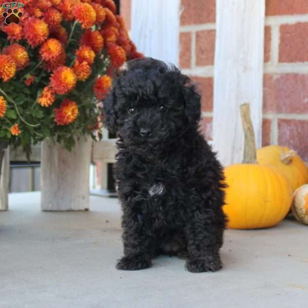 Queso, Toy Poodle Puppy