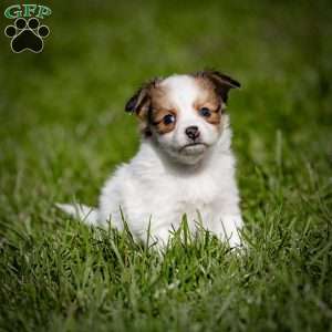 Quincy, Papillon Puppy