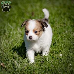 Quincy, Papillon Puppy