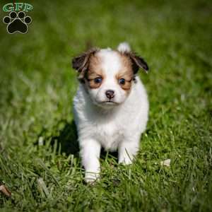 Quincy, Papillon Puppy