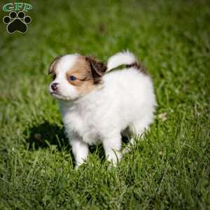 Quincy, Papillon Puppy