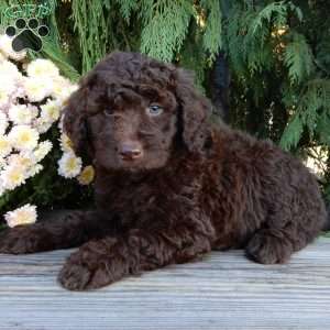 Ruby, Labradoodle Puppy