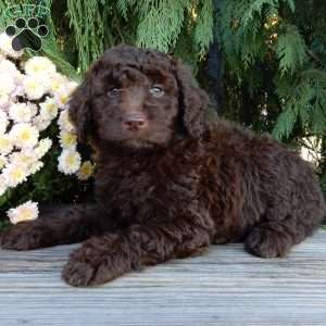 Ruby, Labradoodle Puppy