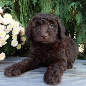 Ruby, Labradoodle Puppy