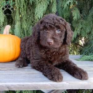 Ruby, Labradoodle Puppy