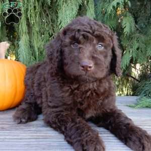 Ruby, Labradoodle Puppy