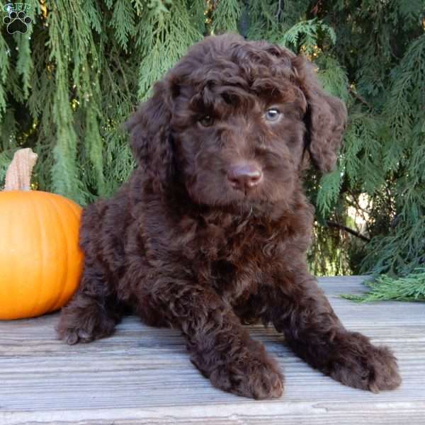 Ruby, Labradoodle Puppy