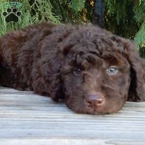 Ruby, Labradoodle Puppy