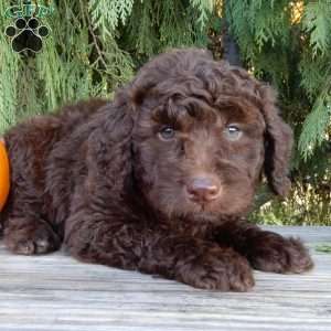 Ruby, Labradoodle Puppy