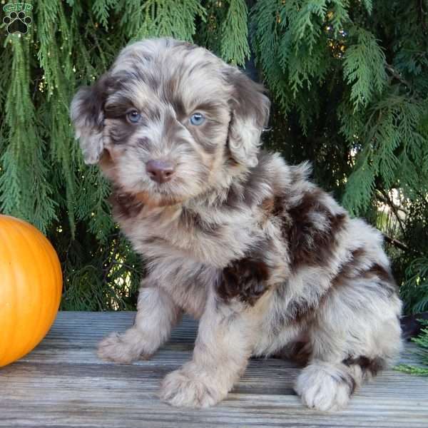 Rosa, Labradoodle Puppy