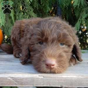 Dallas, Labradoodle Puppy