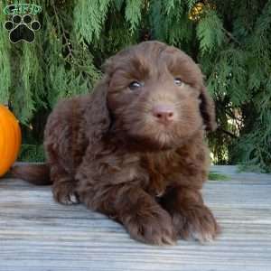 Dallas, Labradoodle Puppy