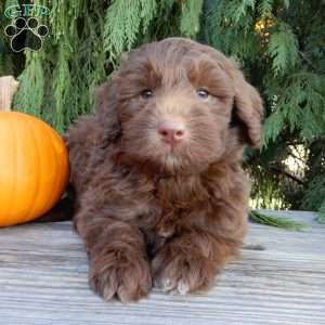 Dallas, Labradoodle Puppy