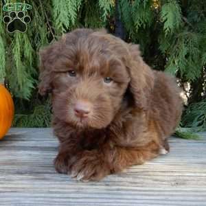 Dallas, Labradoodle Puppy