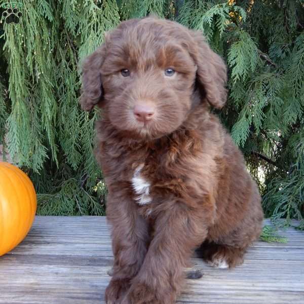 Dallas, Labradoodle Puppy