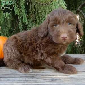 Dallas, Labradoodle Puppy