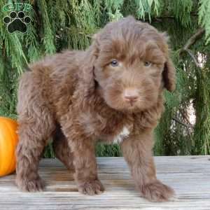 Dallas, Labradoodle Puppy