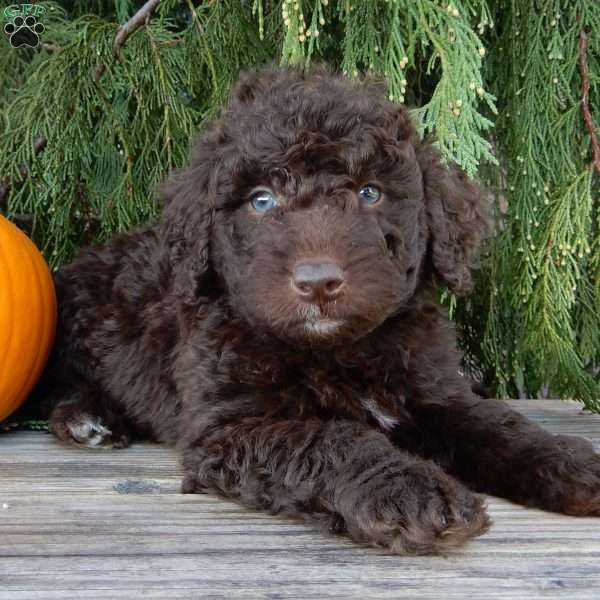 Rover, Labradoodle Puppy