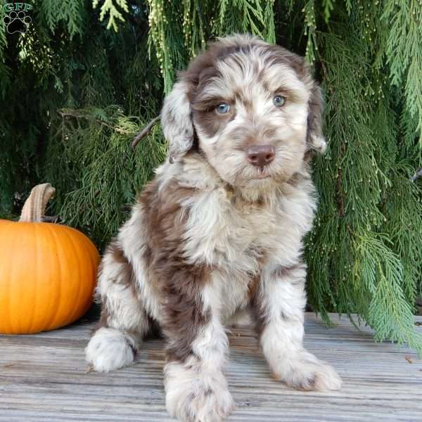 Benji, Labradoodle Puppy