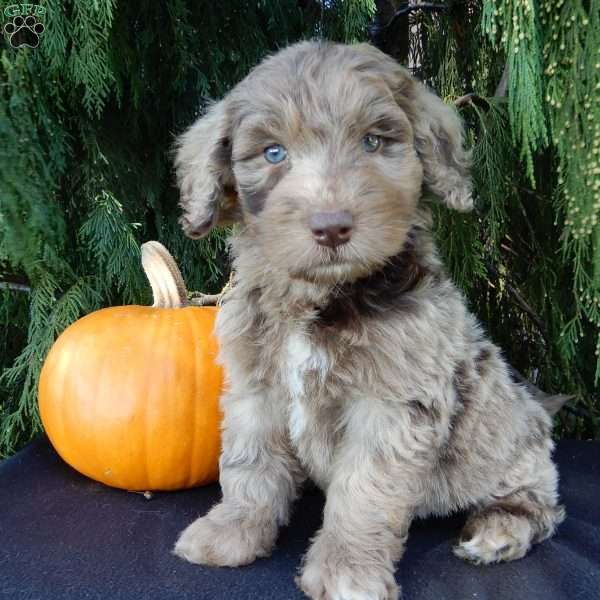 Barney, Labradoodle Puppy