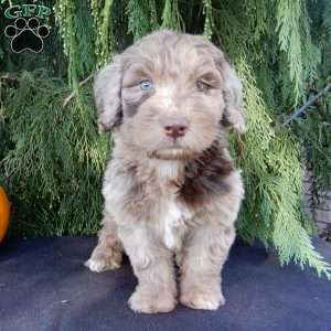 Barney, Labradoodle Puppy