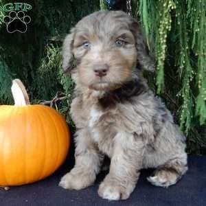 Barney, Labradoodle Puppy