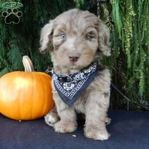 Barney, Labradoodle Puppy