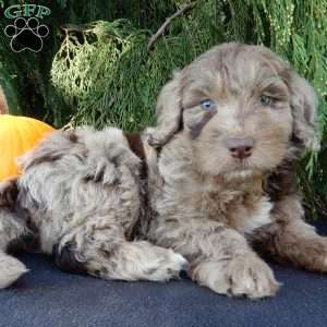 Barney, Labradoodle Puppy