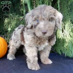 Barney, Labradoodle Puppy