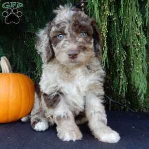 Calvin, Labradoodle Puppy