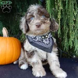 Calvin, Labradoodle Puppy