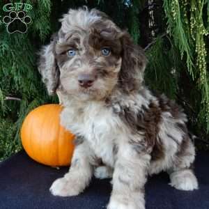 Calvin, Labradoodle Puppy