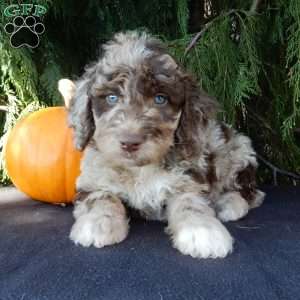 Calvin, Labradoodle Puppy