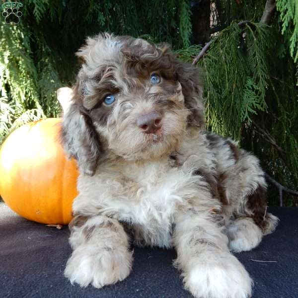 Calvin, Labradoodle Puppy