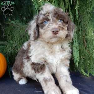 Calvin, Labradoodle Puppy