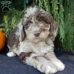 Calvin, Labradoodle Puppy