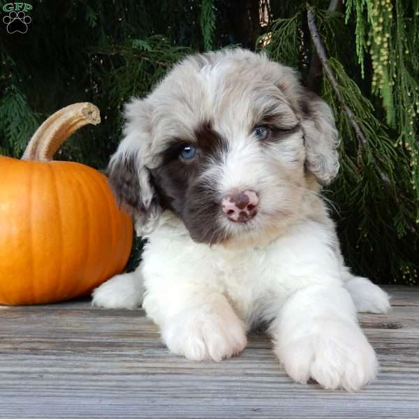 Odie, Labradoodle Puppy