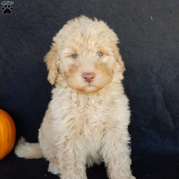 Henry, Labradoodle Puppy