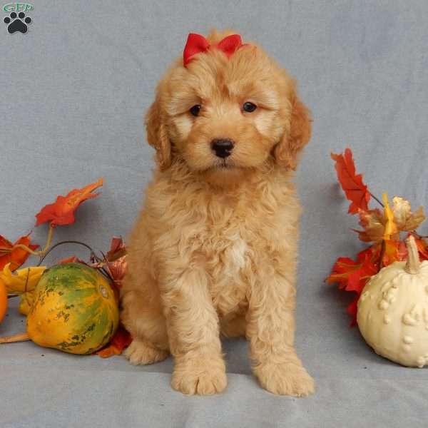 Hazel, Mini Goldendoodle Puppy