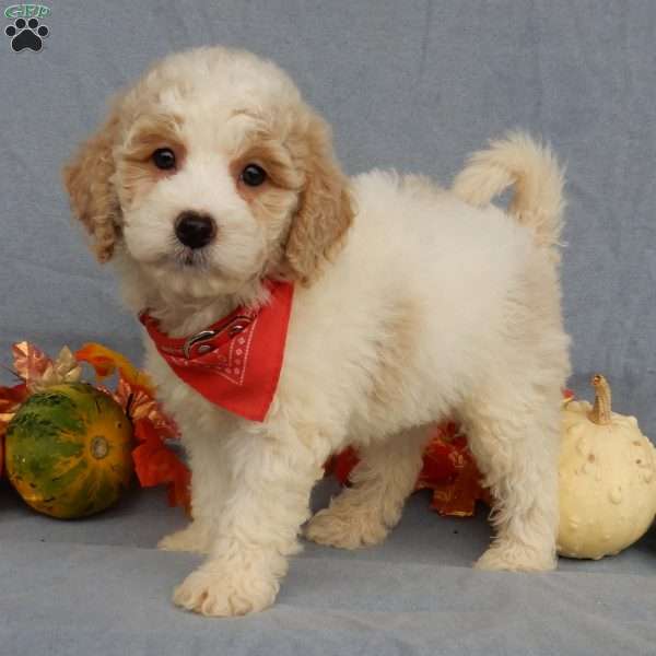 Boomer, Mini Goldendoodle Puppy