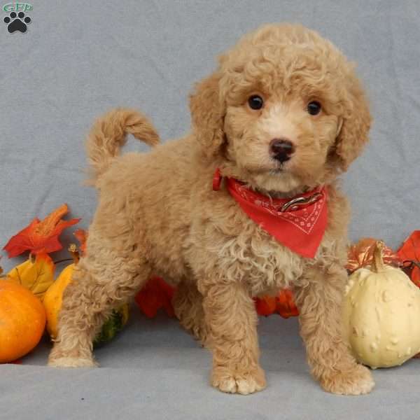 Ollie, Mini Goldendoodle Puppy