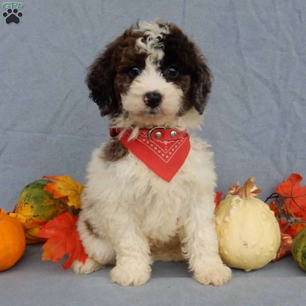 Max, Mini Goldendoodle Puppy