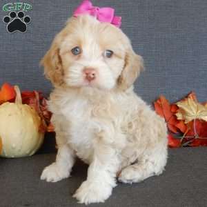 River, Cockapoo Puppy